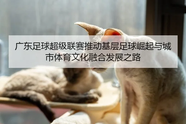 guang-dong-zu-qiu-chao-ji-lian-sai-tui-dong-ji-ceng-zu-qiu-jue-qi-yu-cheng-shi-ti-yu-wen-hua-rong-he-fa-zhan-zhi-lu-3-388.jpg